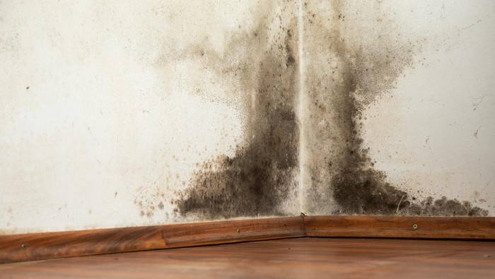 Black mould buildup in the corner of an old house