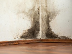 Rumah Kebanjiran? Ini Cara Mengeringkan Dinding Agar Bebas Jamur
