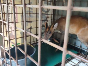 Penjelasan BKSDA soal Kijang Masuk Ruang Kelas di Ciamis