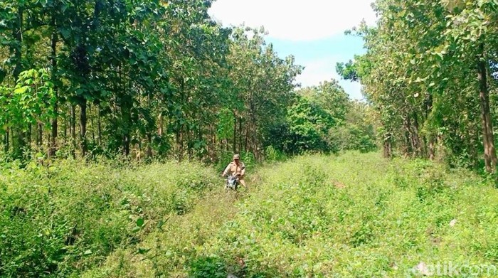 Lokasi Ertiga terjebak di hutan Madiun