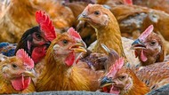 Pasokan Lokal Seret, Malaysia Setop Ekspor Ayam 1 Juni