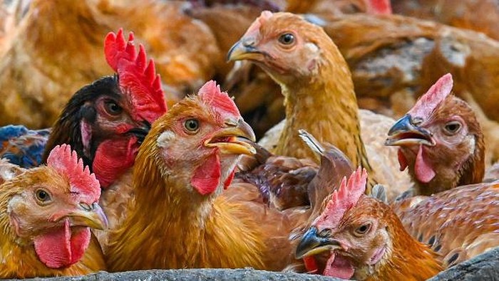 Chickens are seen in a poultry farm in Temerloh in Malaysias Pahang state on May 31, 2022. - Malaysia will halt the export of 3.6 million chickens a month from June 1 onwards, amid surging prices and supply concerns, Prime Minister Ismail Sabri Yaakob said on May 23. (Photo by Mohd RASFAN / AFP) (Photo by MOHD RASFAN/AFP via Getty Images)