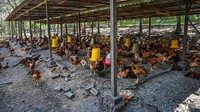 Langkah lainnya yang diupayakan ialah membuat stok penyangga dan mengoptimalkan fasilitas penyimpanan dingin yang ada di bawah kepemilikan Kementerian Pertanian dan Industri Makanan (MAFI) Malaysia.