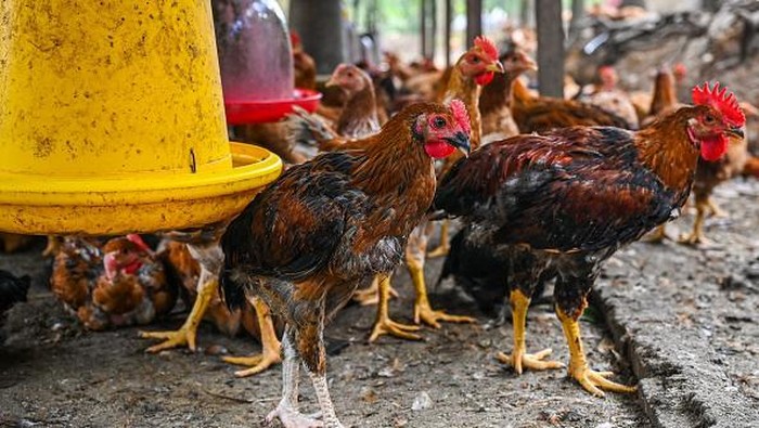 Malaysia Bakal Setop Ekspor Ayam, Pedagang di Singapura Panik Chickens are seen in a poultry farm in Temerloh in Malaysia's Pahang state on May 31, 2022. - Malaysia will halt the export of 3.6 million chickens a month from June 1 onwards, amid surging prices and supply concerns, Prime Minister Ismail Sabri Yaakob said on May 23. (Photo by Mohd RASFAN / AFP) (Photo by MOHD RASFAN/AFP via Getty Images)