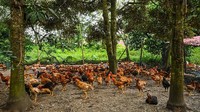 Tidak hanya itu, pemerintah setempat juga menerbitkan izin untuk mengimpor ayam utuh dan daging ayam potong demi meningkatkan pasokan. Kemudian, mempertimbangkan budidaya jagung sebagai alternatif pakan ternak ayam.