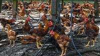 Ismail menuturkan pihaknya juga menyederhanakan proses klaim subsidi untuk produsen ayam dan mengakui rumah potong hewan di luar Malaysia demi meningkatkan produksi daging ayam di dalam negeri.
