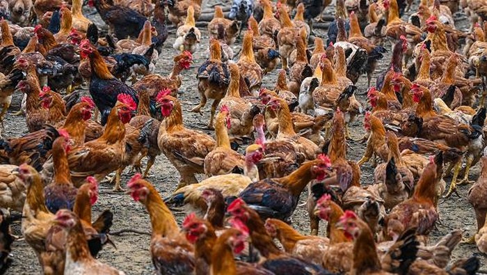 Malaysia Bakal Setop Ekspor Ayam, Pedagang di Singapura Panik Chickens are seen in a poultry farm in Temerloh in Malaysia's Pahang state on May 31, 2022. - Malaysia will halt the export of 3.6 million chickens a month from June 1 onwards, amid surging prices and supply concerns, Prime Minister Ismail Sabri Yaakob said on May 23. (Photo by Mohd RASFAN / AFP) (Photo by MOHD RASFAN/AFP via Getty Images)