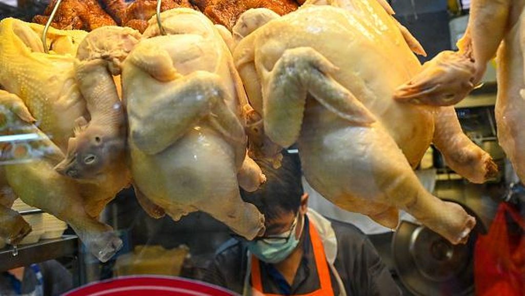 Gercep! RI Bakal Ekspor Ayam ke Singapura, Rebut Pasar Malaysia
