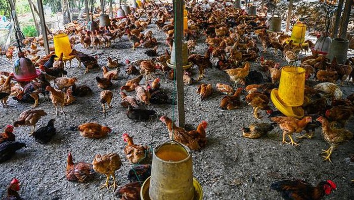 Chickens are seen in a poultry farm in Temerloh in Malaysias Pahang state on May 31, 2022. - Malaysia will halt the export of 3.6 million chickens a month from June 1 onwards, amid surging prices and supply concerns, Prime Minister Ismail Sabri Yaakob said on May 23. (Photo by Mohd RASFAN / AFP) (Photo by MOHD RASFAN/AFP via Getty Images)