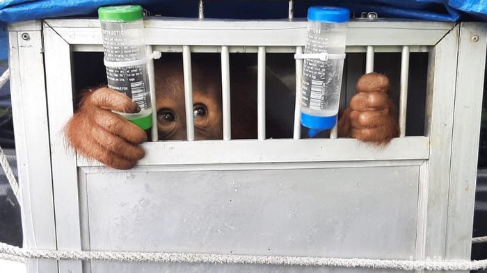 Satu orangutan sumatera dipulangkan dari Jabar ke Sumut.
