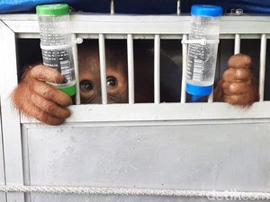 Akhirnya, Orangutan Kaka Pulang ke Rumah dari Jabar