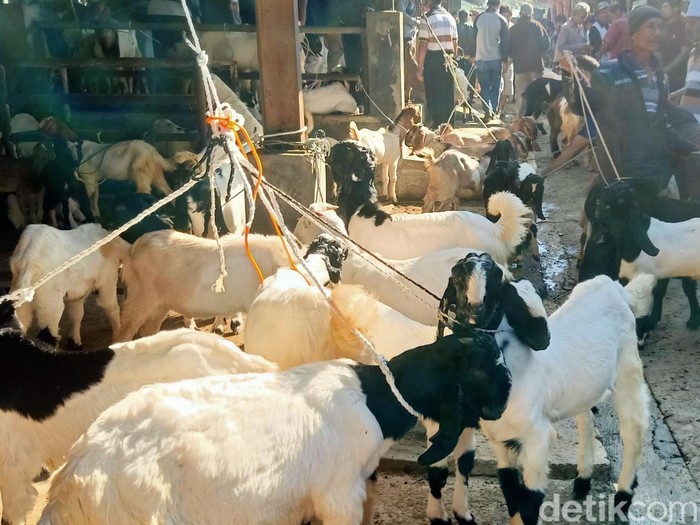 Pasar hewan di Banjarnegara mulai dibuka untuk kambing dan domba, Selasa (31/5/2022).