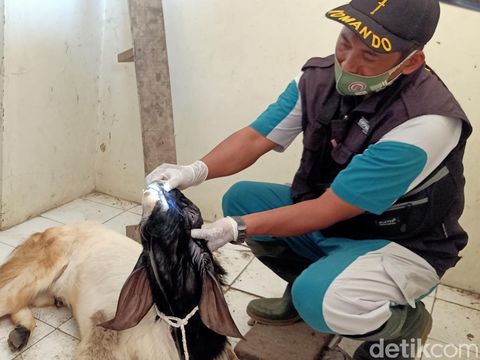 Pasar hewan di Banjarnegara mulai dibuka untuk kambing dan domba, Selasa (31/5/2022).