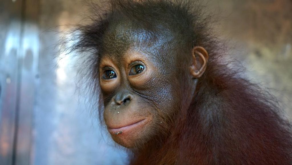 Wajah Lucu Orangutan hingga Owa yang Diselamatkan Petugas