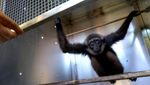 Wajah Lucu Orangutan hingga Owa yang Diselamatkan Petugas