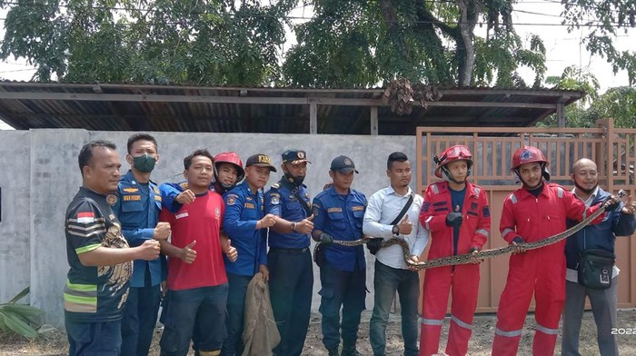 Petugas Damkar Tanjungbalai saat berhasil mengevakuasi ular pitong sepanjang 2,5 meter.
