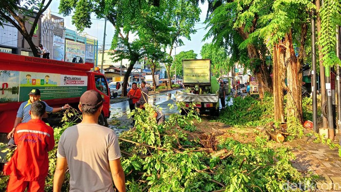 Petugas mengevakuasi pohon tumbang di Medan.
