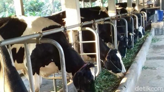 Sapi perah di Kabupaten Probolinggo