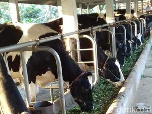 11 Sapi Mati Kena Wabah PMK, KUD di Probolinggo Terapkan Lockdown