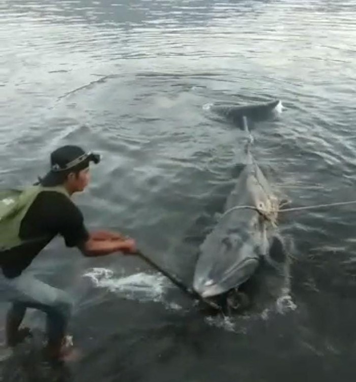 Seekor paus terdampar di Pelabuhan Kayangan, Kabupaten Lombok Timur, NTB, sekitar pukul 06.00 Wita, Selasa (31/5/2022) pagi tadi.