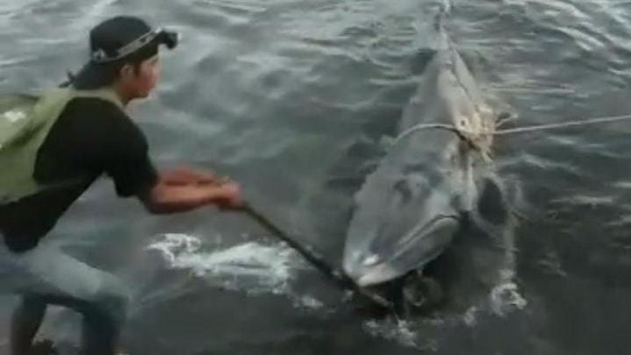 Seekor Paus Terdampar di Pelabuhan Kayangan Lombok