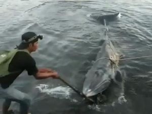 Seekor Paus Terdampar di Pelabuhan Kayangan Lombok