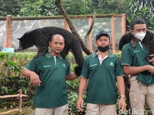 Bincang Santai dengan Trio Keeper Hewan Buas di Bandung