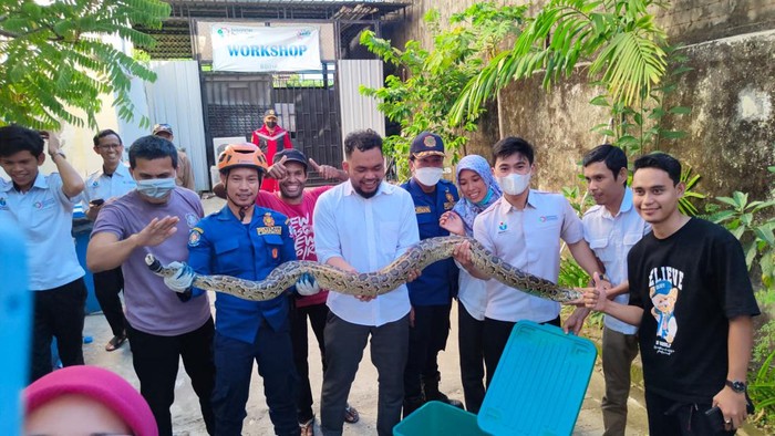 Ular sanca 2 meter berhasil diamankan di di Kantor Balai Industri Hasil Perkebunan Makassar.