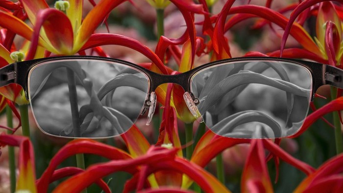 Looking through glasses to black and white tulips focused in womens glasses. Color blindness. World perception during depression. Medical condition. Health and disease concept.