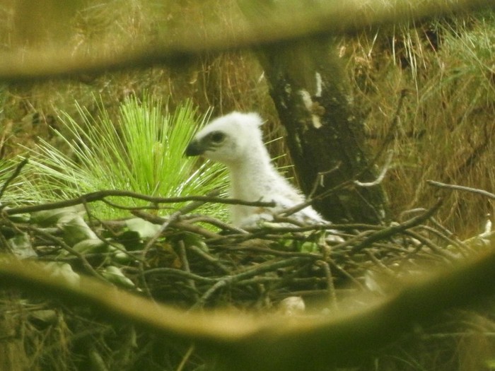Anak Elang Jawa di Gunung Ciremai.