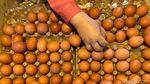 Harga Telur Ayam di Bandung Tembus Rp 29.500 Per Kg