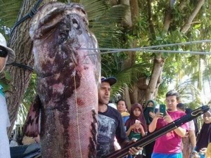 Kerapu Raksasa 143 Kg Tangkapan Nelayan Buton Laku Dijual Rp 2,4 Juta
