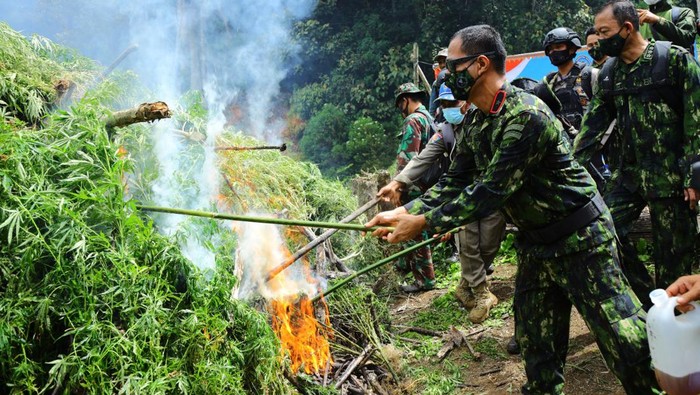 Pemusnahan Ladang Ganja 5 Hektare di Aceh