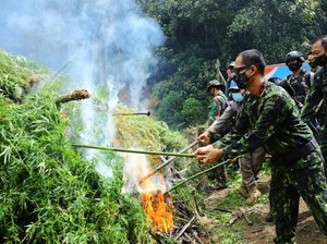 BNN Musnahkan 5 Hektare Ladang Ganja Siap Panen di Aceh