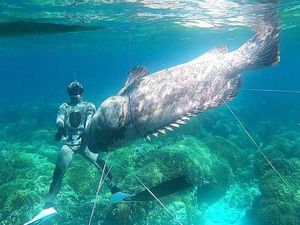 Hidup di Dalam Air, Apakah Ikan Bisa Merasa Haus?