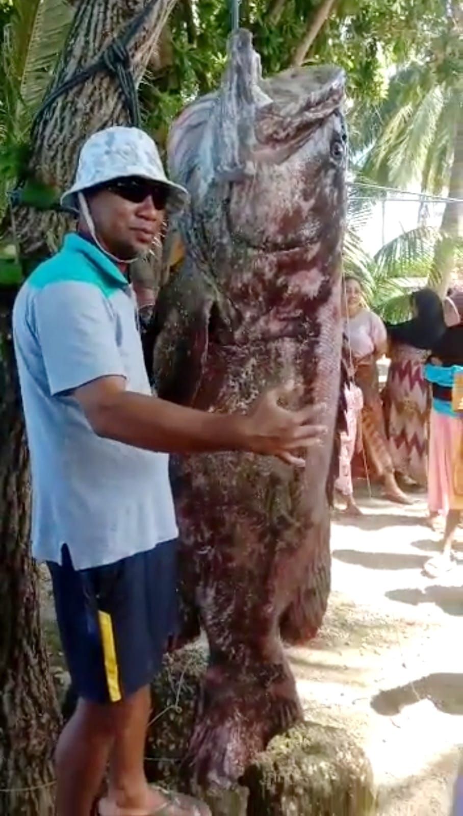 Penampakan ikan kerapu raksasa 143 kg yang ditangkap nelayan di Buton (Dok. Istimewa)