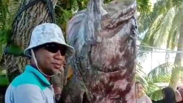 Penampakan ikan kerapu raksasa 143 kg yang ditangkap nelayan di Buton (Dok. Istimewa)