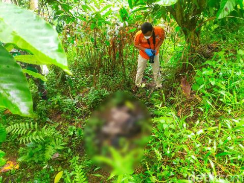 Penemuan mayat tanpa kepala di Bllitar