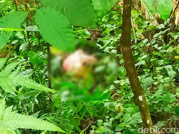 Penemuan mayat tanpa kepala di Bllitar