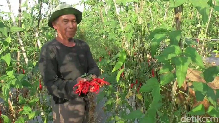 Petani cabai di Purwakarta