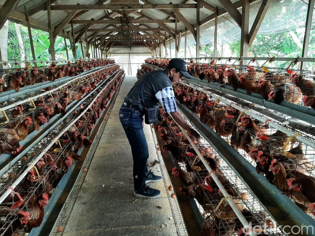 ternak ayam petelur terbesar di indonesia