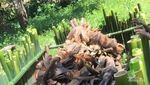 Potret Hangatnya Suasana Bakar Lemang Khas Bugis