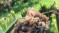 Persiapan pembakaran lemang.