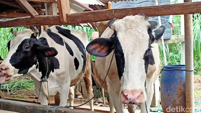 Sapi di Ponorogo