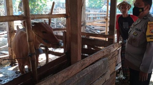 Sebanyak 970 Ekor sapi di Wilayah Kecamatan Gerung terinfeksi virus PMK, Selasa (31/5/2022).