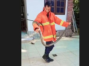 Ular Kobra 3 Meter Masuk Rumah Warga di Jembrana