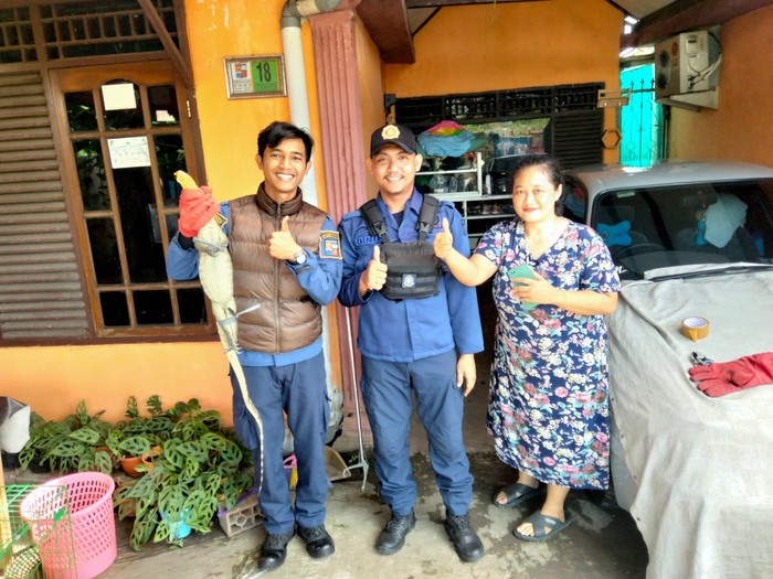 Warga Bogor dikagetkan atas kemunculan biawak di atap rumahnya. Biawak itu sudah berhari-hari ada di atap rumahnya. (dok Istimewa)