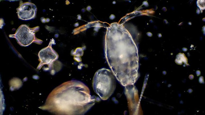 Plankton are organisms drifting in oceans and seas. Zooplankton.
