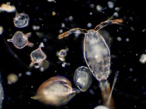 Apa Perbedaan Antara Fitoplankton dan Zooplankton?