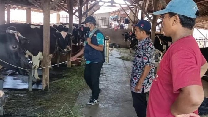 6 Sapi di Kabupaten Pasuruan Mati Diduga PMK